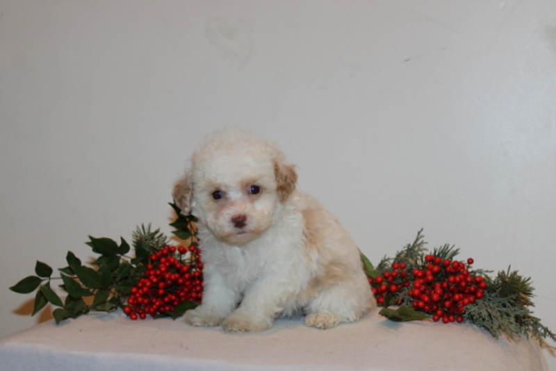 puppy, for, sale, Toy Poodle, Matthew B. Stoltzfus, dog, breeder, Gap, PA, dog-breeder, puppy-for-sale, forsale, nearby, find, puppyfind, locator, puppylocator, aca